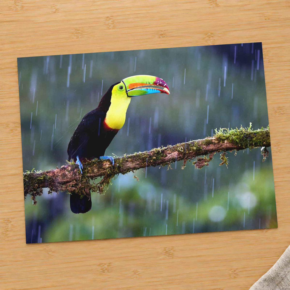 Toucan Sitting on Branch in Rain by Zdeněk Macháček Photo Print Wall Decor