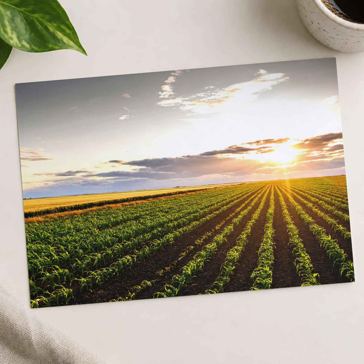 Open Corn Field at Sunset Photography Print (4 Sizes) - Premium Quality