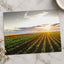 Open Corn Field at Sunset Photography Print (4 Sizes) - Premium Quality