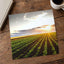 Open Corn Field at Sunset Photography Print (4 Sizes) - Premium Quality