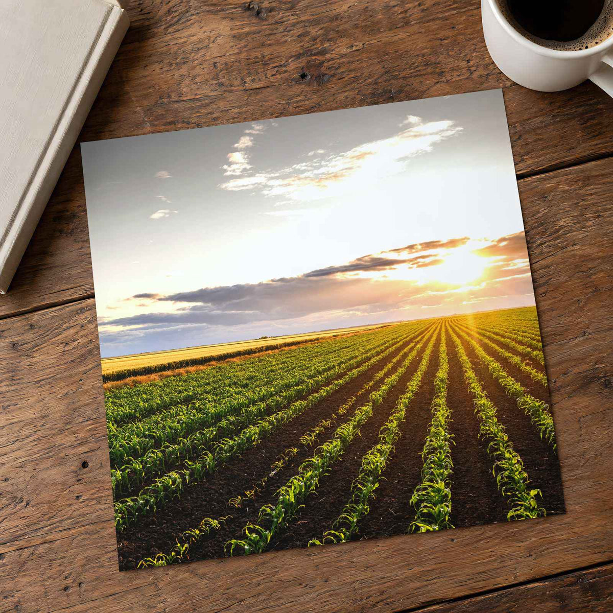 Open Corn Field at Sunset Photography Print (4 Sizes) - Premium Quality