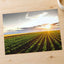 Open Corn Field at Sunset Photography Print (4 Sizes) - Premium Quality
