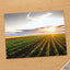 Open Corn Field at Sunset Photo Print Wall Decor