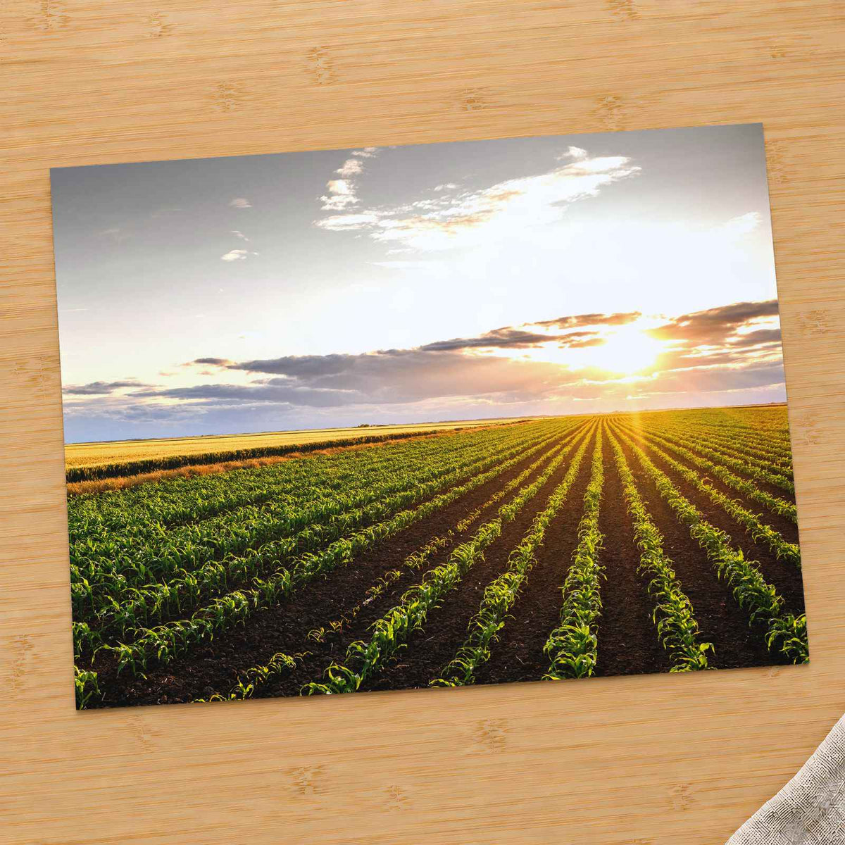 Open Corn Field at Sunset Photo Print Wall Decor