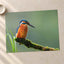 Beautiful and Colorful Kingfisher Photography Print (7 Sizes) - Printed in USA