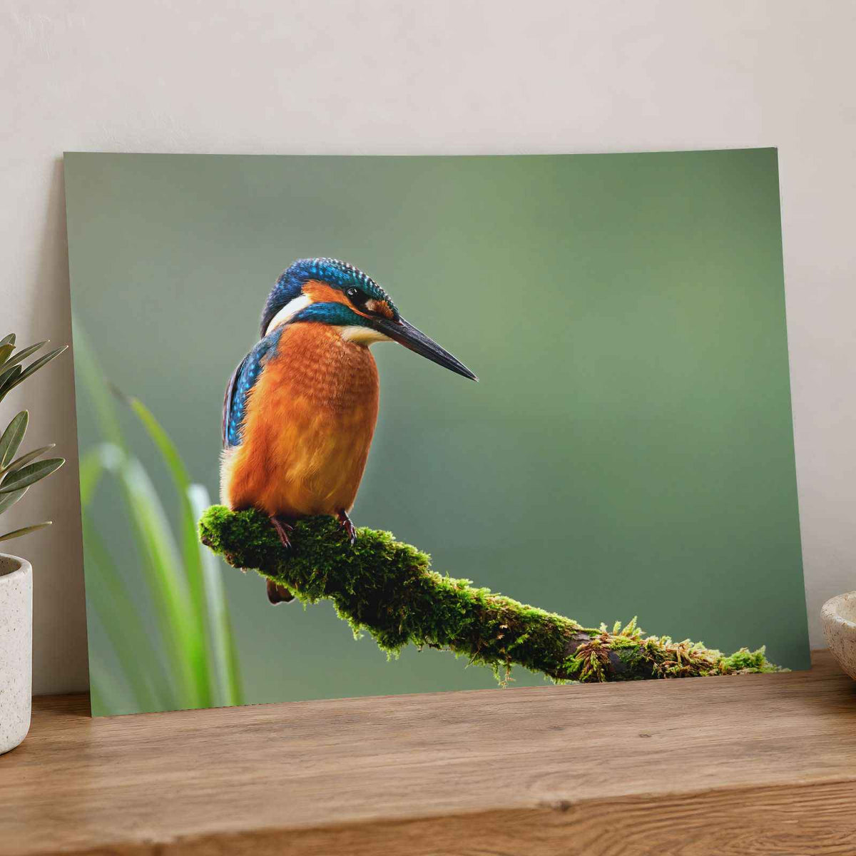 Beautiful and Colorful Kingfisher Photography Print (7 Sizes) - Printed in USA