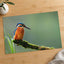 Beautiful and Colorful Kingfisher Photography Print (7 Sizes) - Printed in USA