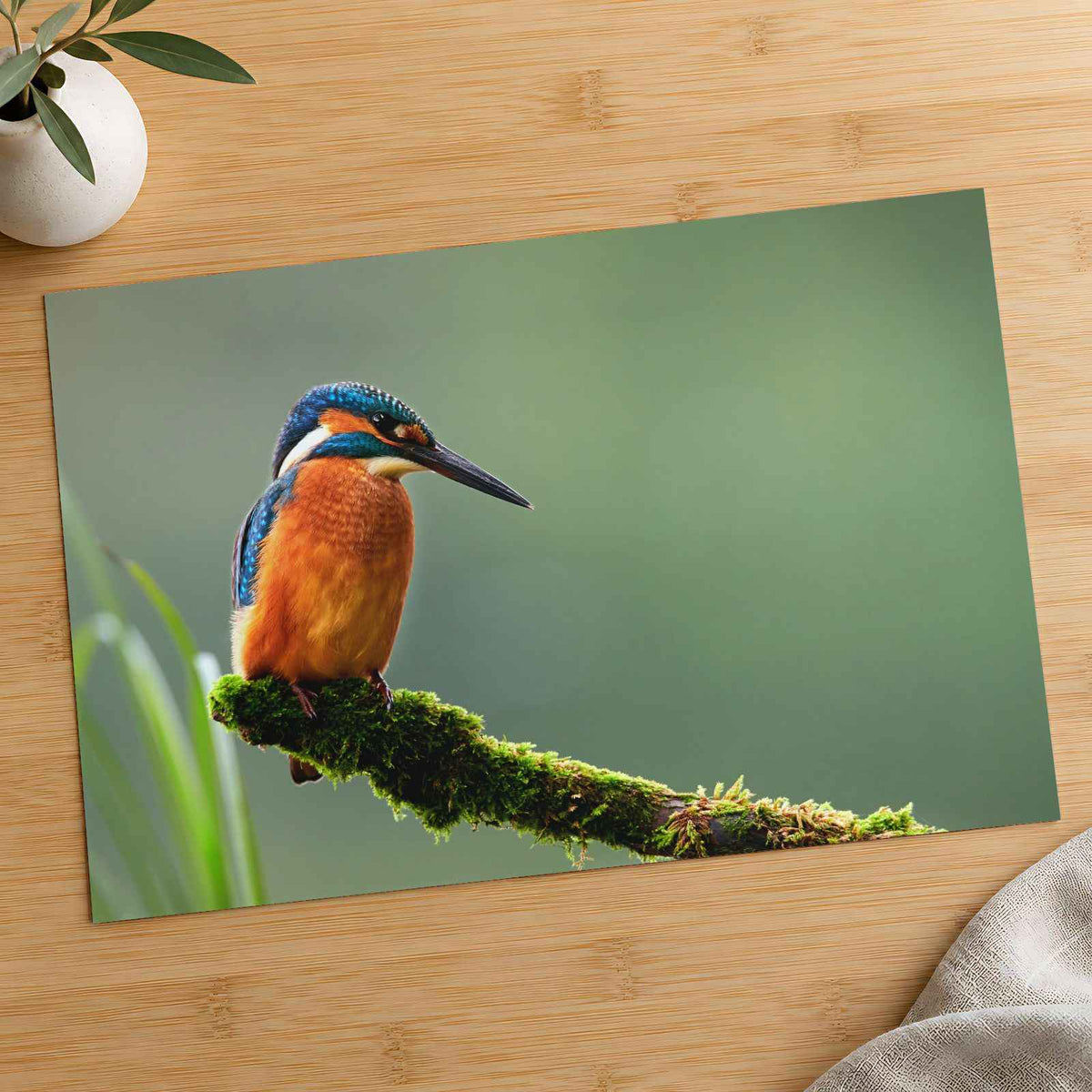 Beautiful and Colorful Kingfisher Photography Print (7 Sizes) - Printed in USA