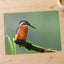 Beautiful and Colorful Kingfisher Photography Print (7 Sizes) - Printed in USA