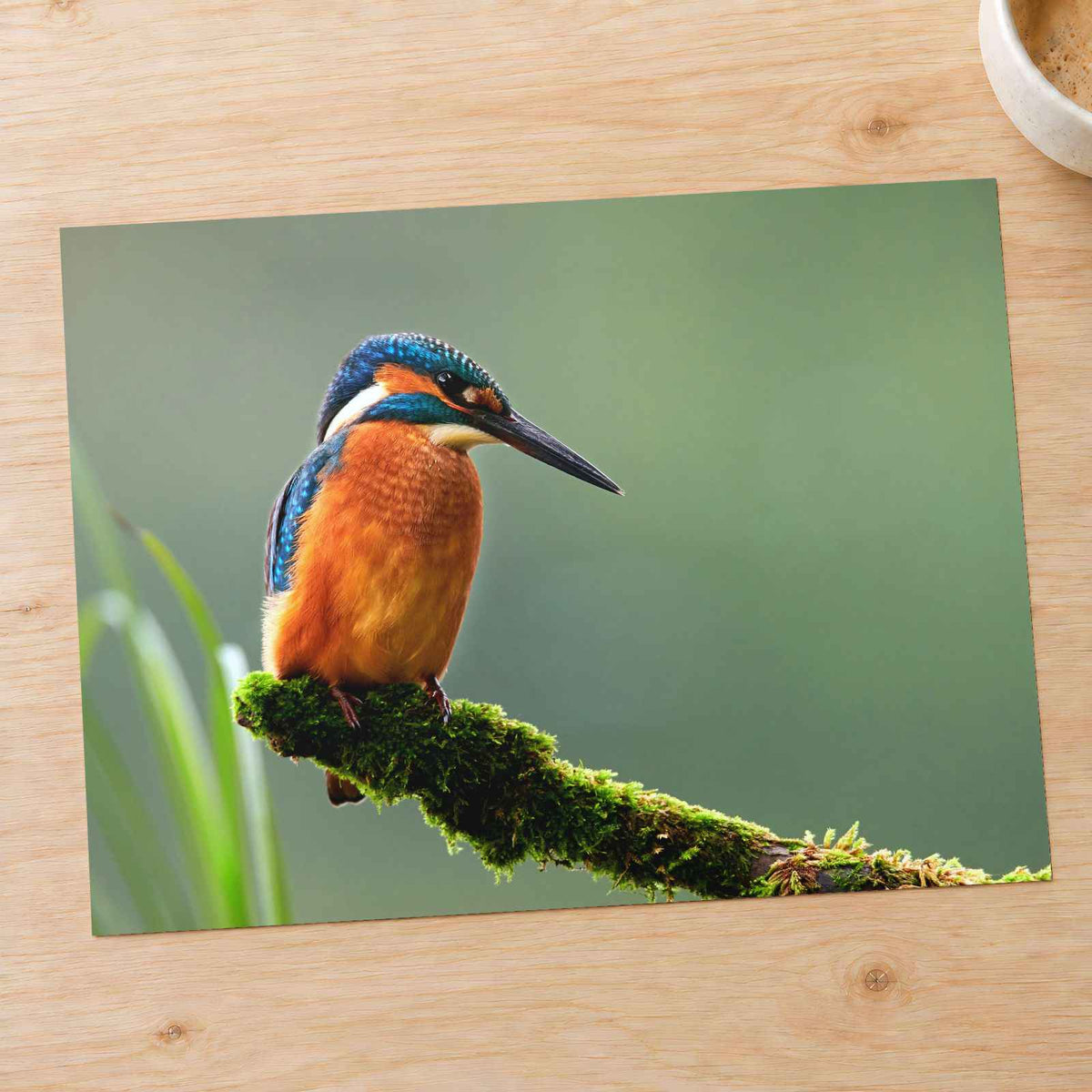 Beautiful and Colorful Kingfisher Photography Print (7 Sizes) - Printed in USA