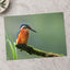 Beautiful and Colorful Kingfisher Photography Print (7 Sizes) - Printed in USA
