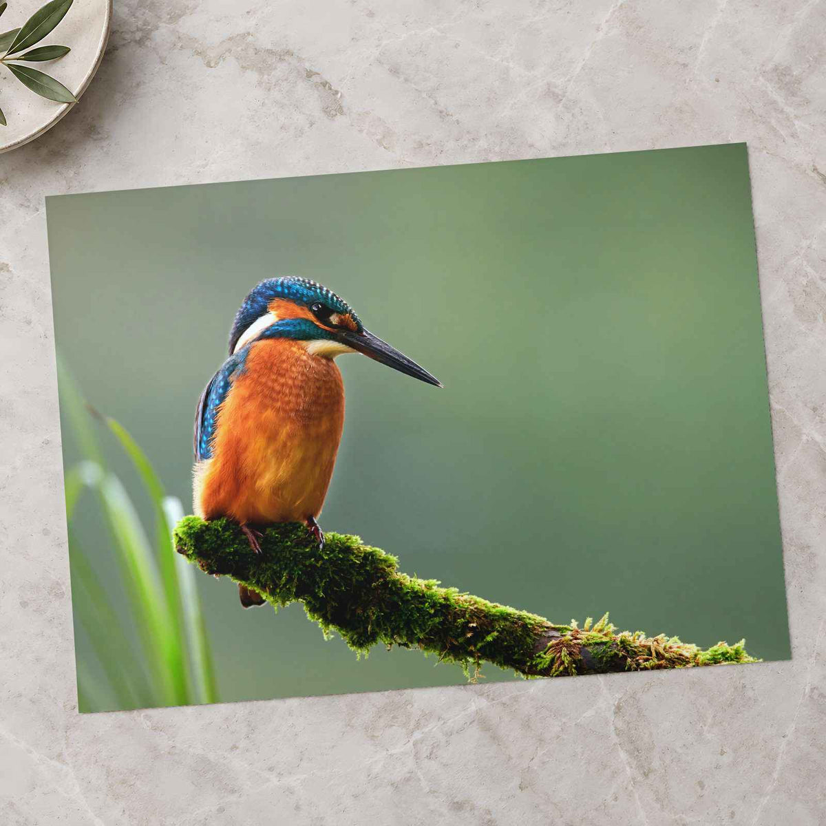 Beautiful and Colorful Kingfisher Photography Print (7 Sizes) - Printed in USA