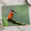 Beautiful and Colorful Kingfisher Photo Print Wall Decor