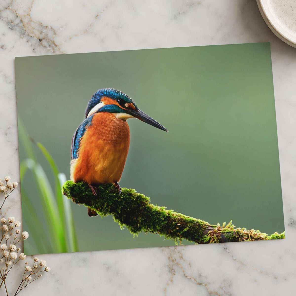 Beautiful and Colorful Kingfisher Photo Print Wall Decor