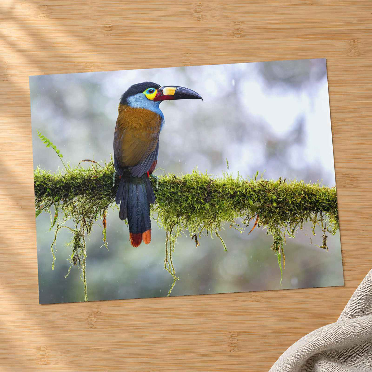 Colorful Toucan Perched on Moss Branch Photo Wall Art (7 Sizes) - High Quality