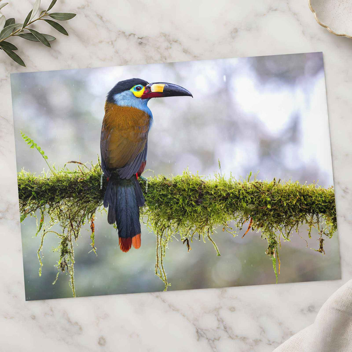 Colorful Toucan Perched on Moss Branch Photo Wall Art (7 Sizes) - High Quality
