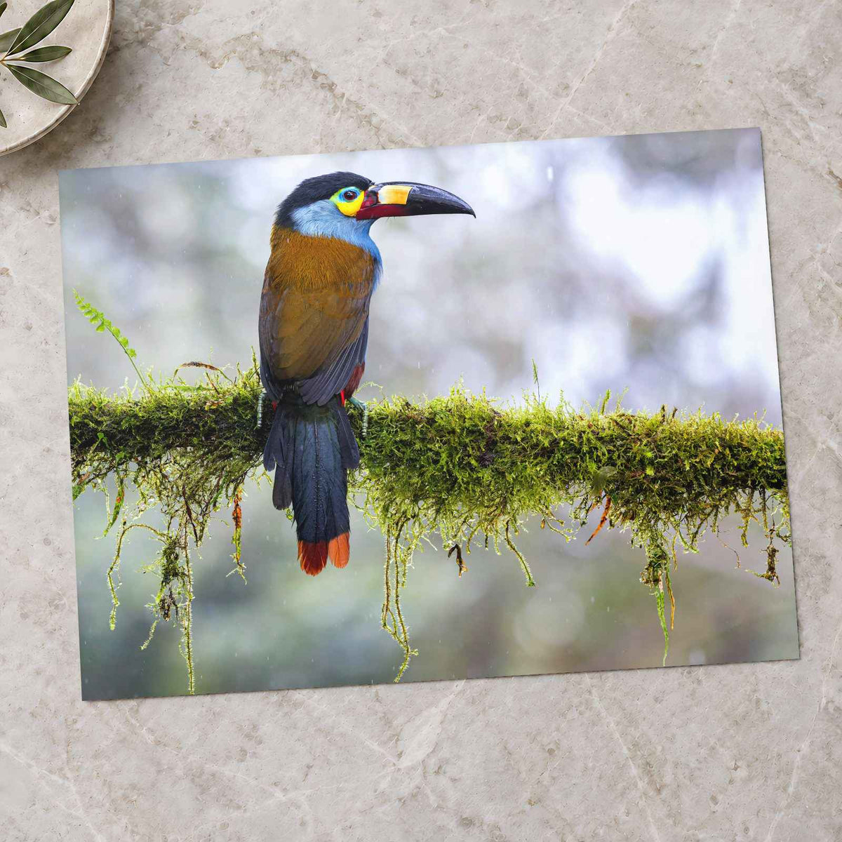 Colorful Toucan Perched on Moss Branch Photo Wall Art (7 Sizes) - High Quality