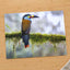 Colorful Toucan Perched on Moss Branch by Zdeněk Macháček Photo Print Wall Decor