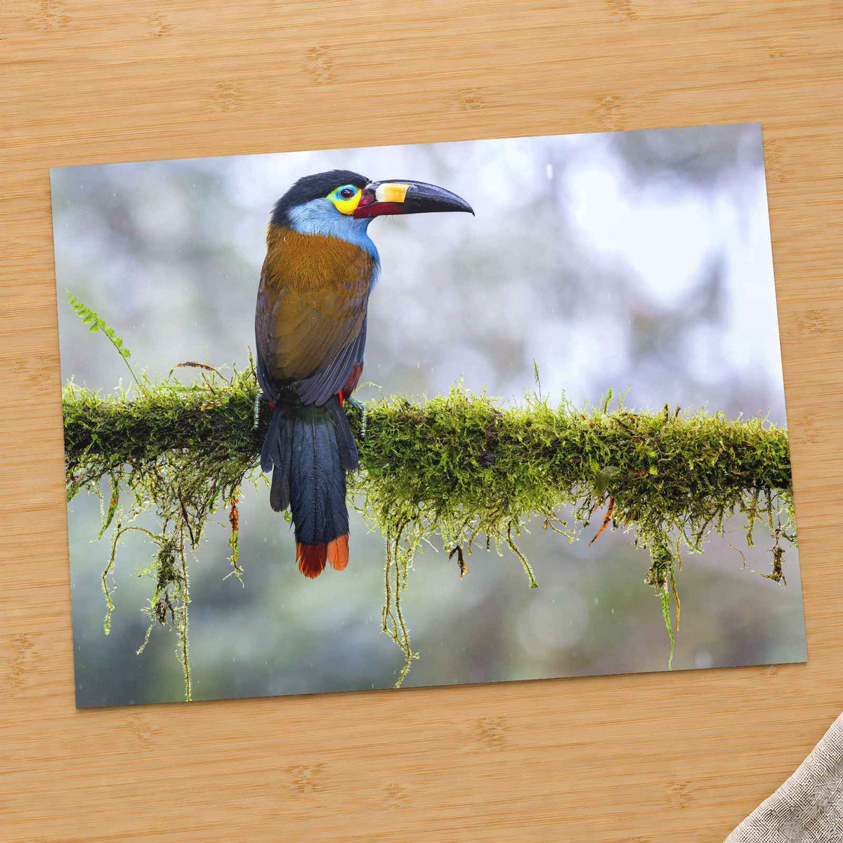 Colorful Toucan Perched on Moss Branch by Zdeněk Macháček Photo Print Wall Decor