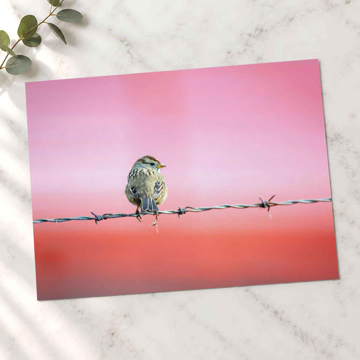Sparrow Sitting on Barbed Wire Photo Print (7 Sizes) - Satin Luster