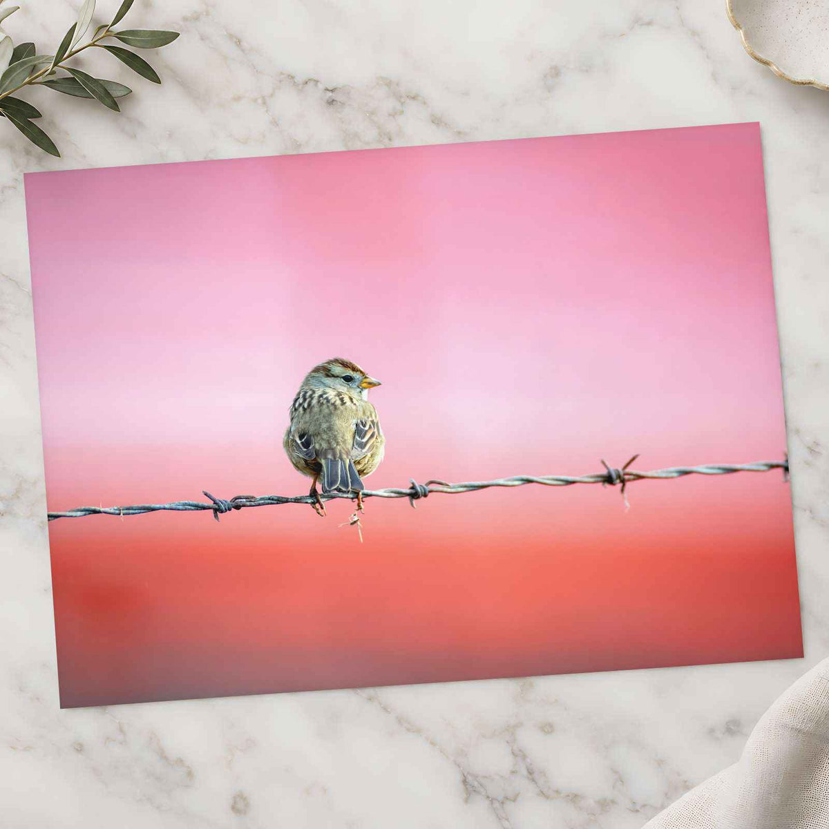 Sparrow Sitting on Barbed Wire Photo Print (7 Sizes) - Satin Luster