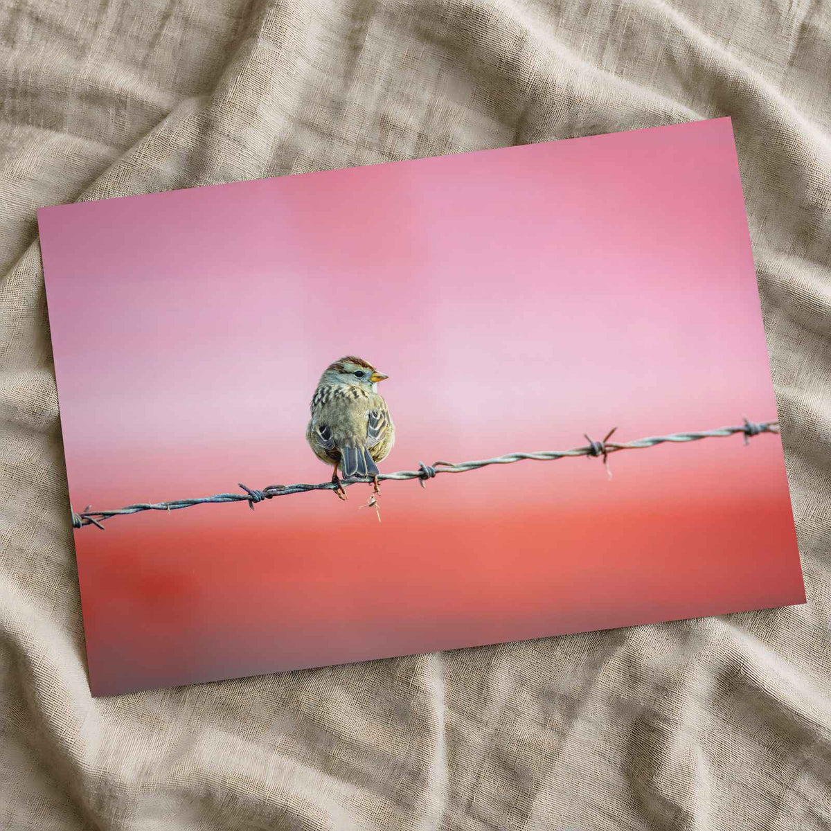 Sparrow Sitting on Barbed Wire Photo Print (7 Sizes) - Satin Luster