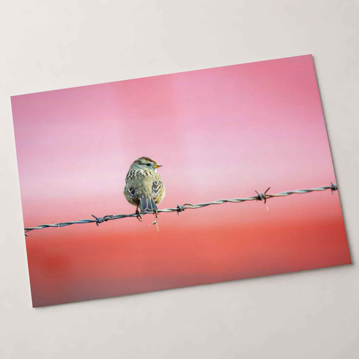 Sparrow Sitting on Barbed Wire Photo Print (7 Sizes) - Satin Luster
