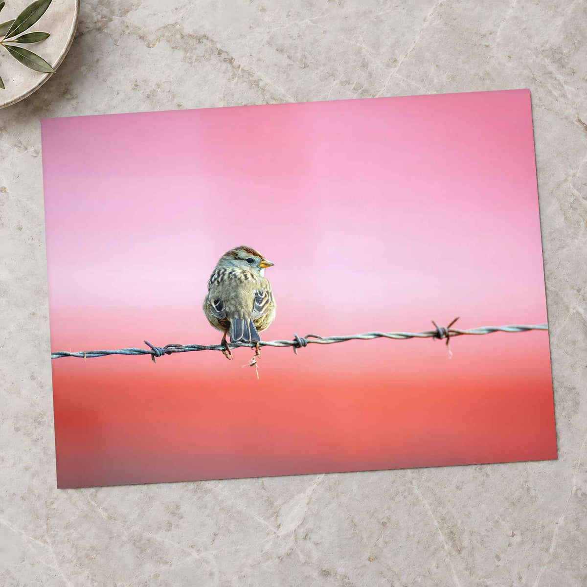 Sparrow Sitting on Barbed Wire Photo Print (7 Sizes) - Satin Luster