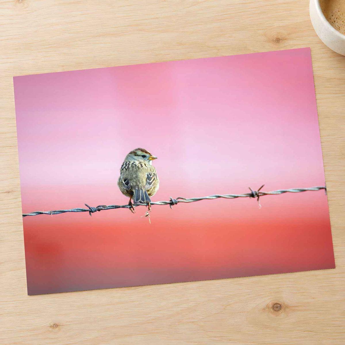 Sparrow Sitting on Barbed Wire Photo Print (7 Sizes) - Satin Luster