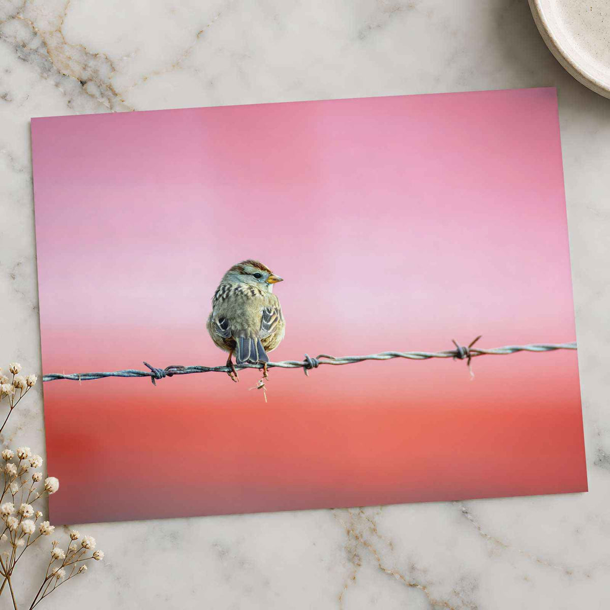 Sparrow Sitting on Barbed Wire by Matt Bango Photo Print Wall Decor