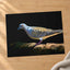 White and Gray Bird Pigeon on Log Photographic Art Print (7 Sizes) - Heavyweight