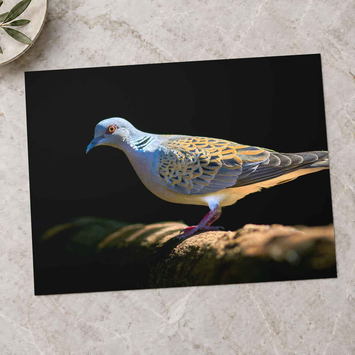 White and Gray Bird Pigeon on Log Photographic Art Print (7 Sizes) - Heavyweight