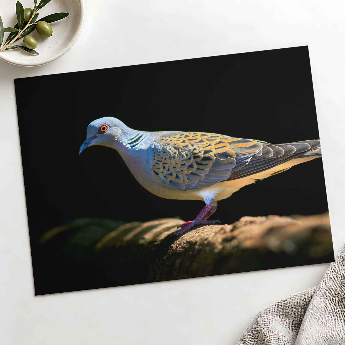 White and Gray Bird Pigeon on Log by Zdeněk Macháček Photo Print Wall Decor