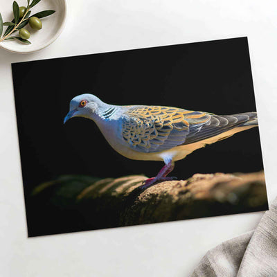 White and Gray Bird Pigeon on Log by Zdeněk Macháček Photo Print Wall Decor