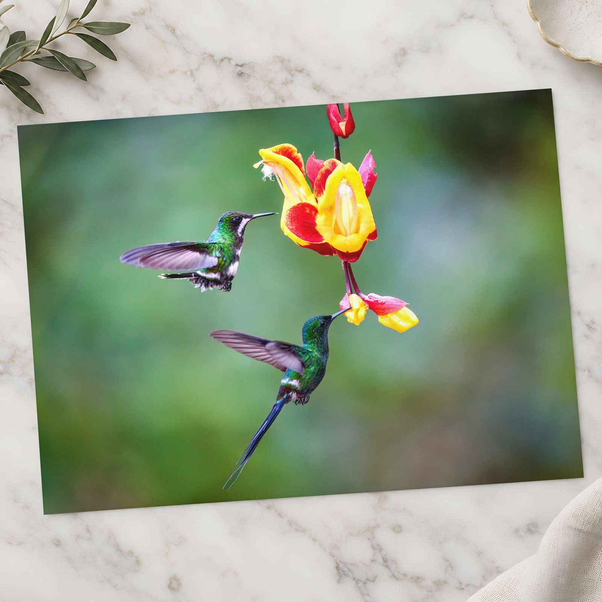 Two Hummingbirds Feeding Photographic Art Print (7 Sizes) - Frameable