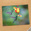 Two Hummingbirds Feeding Photographic Art Print (7 Sizes) - Frameable