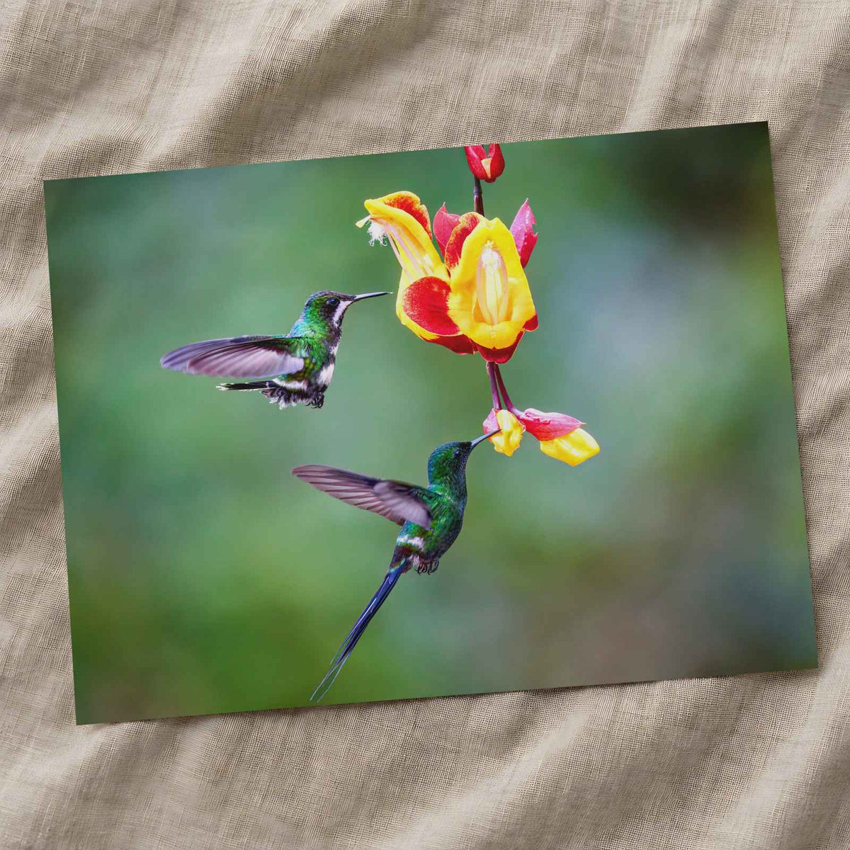 Two Hummingbirds Feeding by Zdeněk Macháček Photo Print Wall Decor