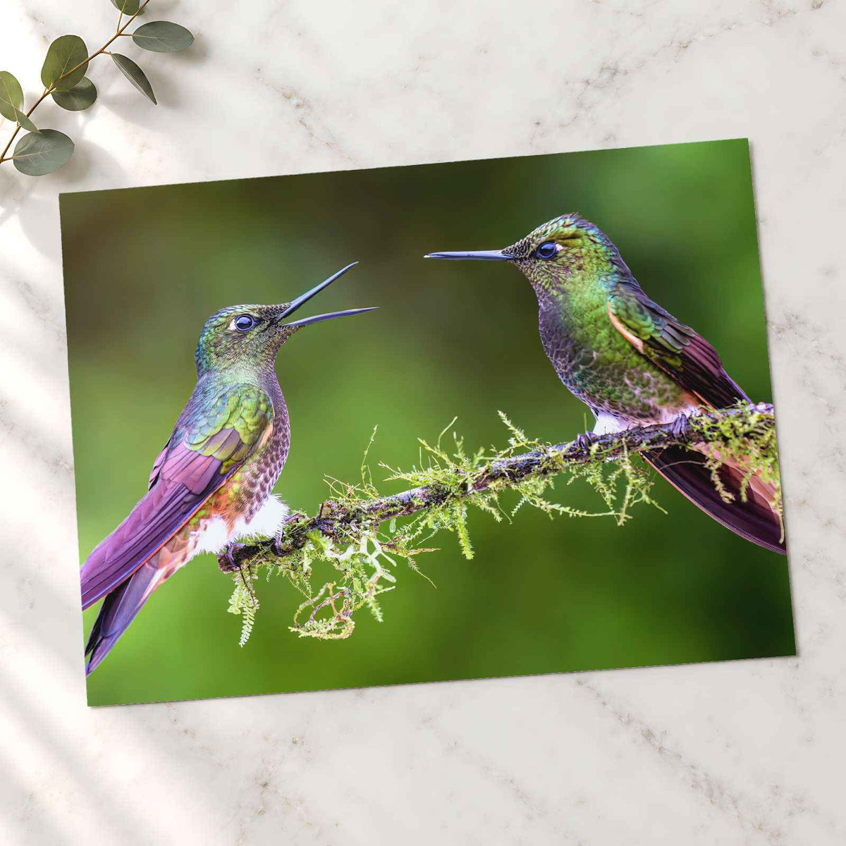 Couple of Hummingbirds Sitting on Tree Branch Photography Print (7 Sizes)