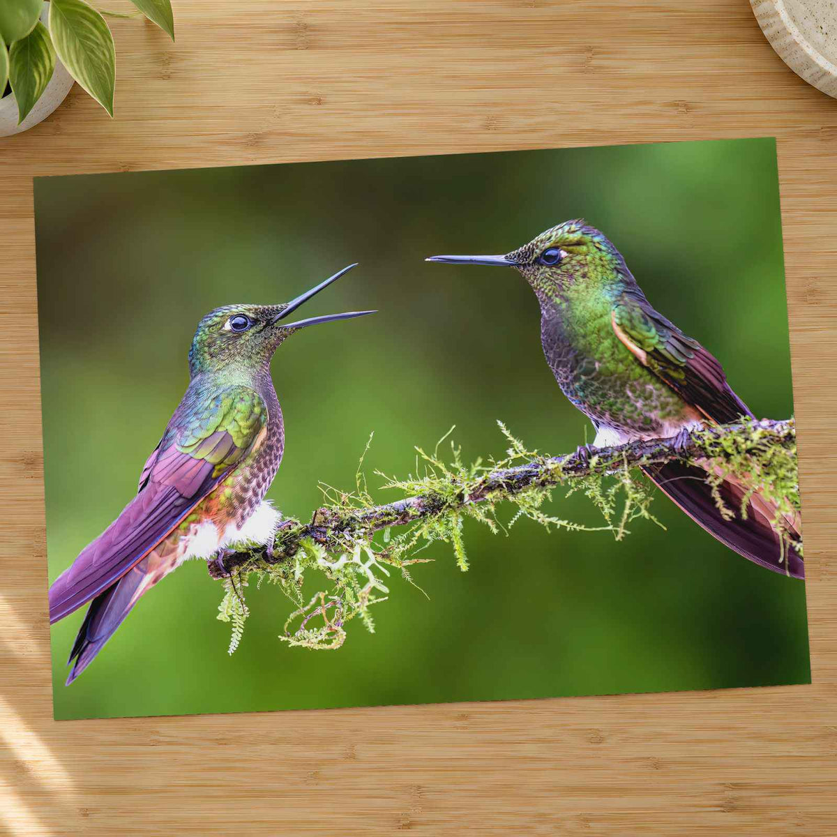 Couple of Hummingbirds Sitting on Tree Branch Photography Print (7 Sizes)