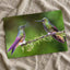 Couple of Hummingbirds Sitting on Tree Branch Photography Print (7 Sizes)