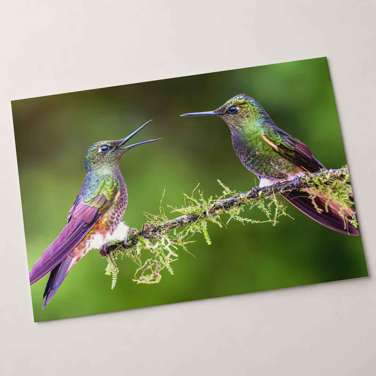 Couple of Hummingbirds Sitting on Tree Branch Photography Print (7 Sizes)