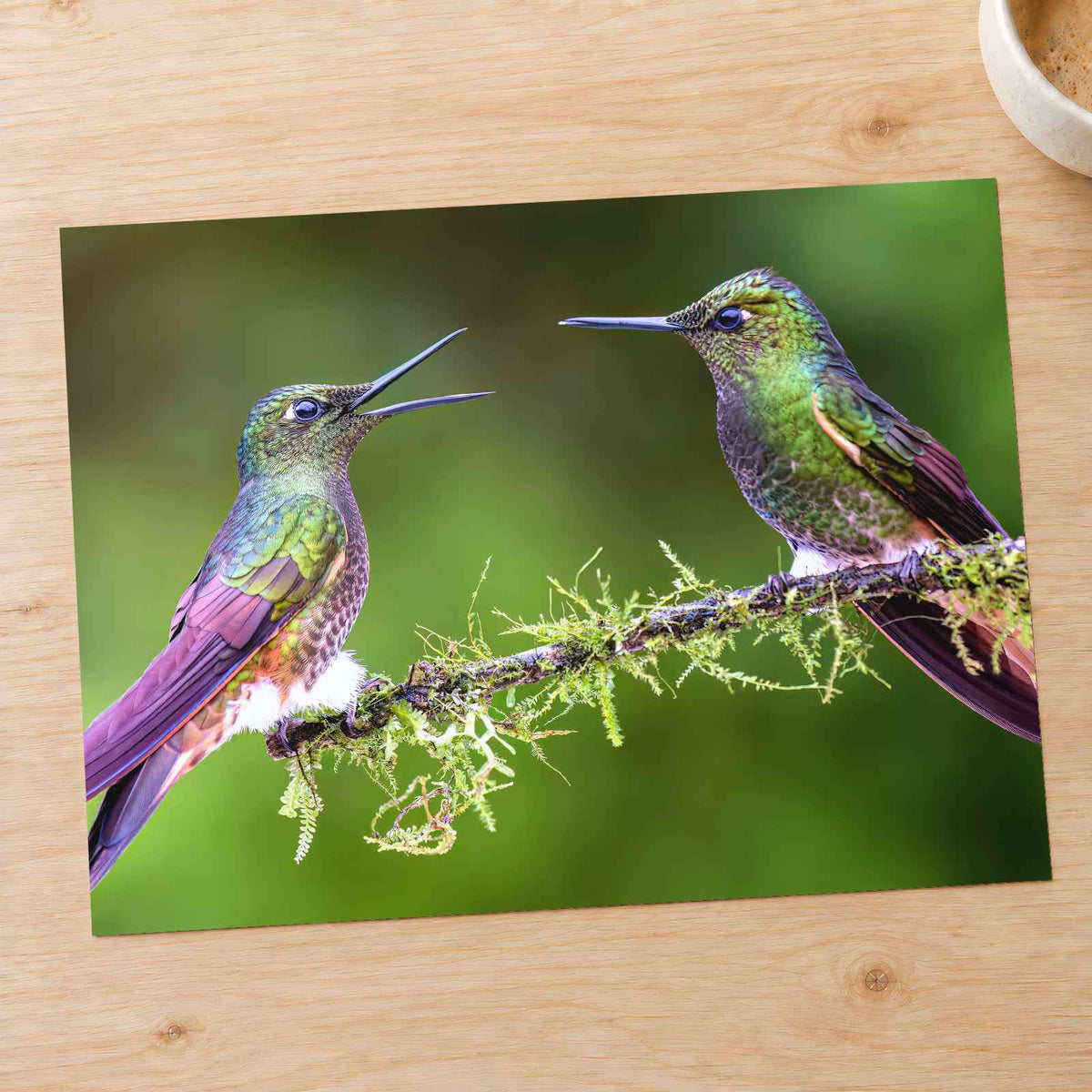 Couple of Hummingbirds Sitting on Tree Branch Photography Print (7 Sizes)