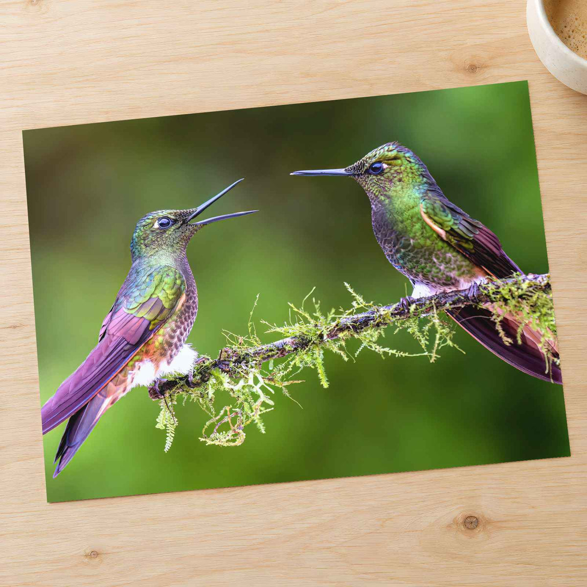 Couple of Hummingbirds Sitting on Tree Branch Photography Print (7 Sizes)