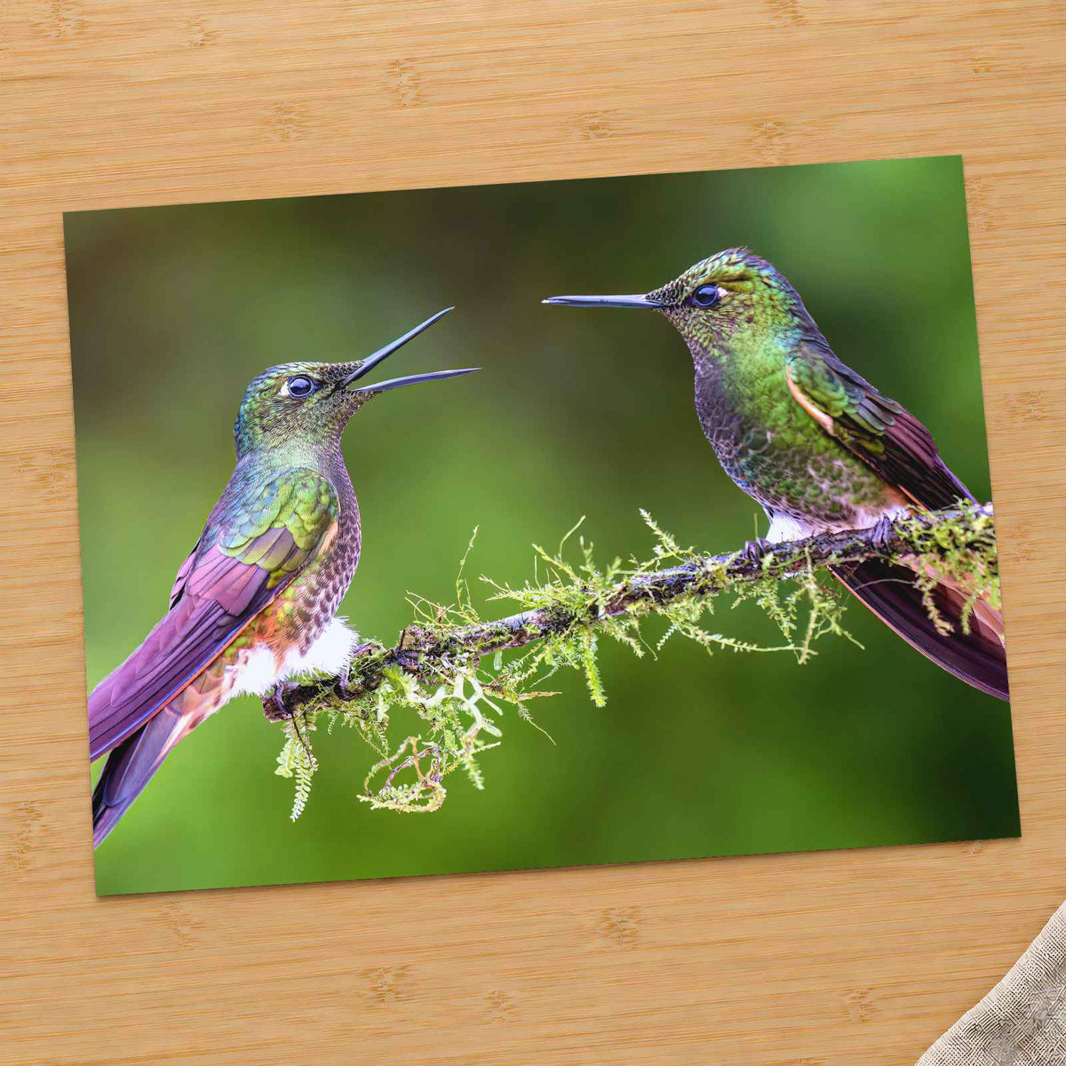 Couple of Hummingbirds Sitting on Tree Branch by Zdeněk Macháček Photo Print Wall Decor