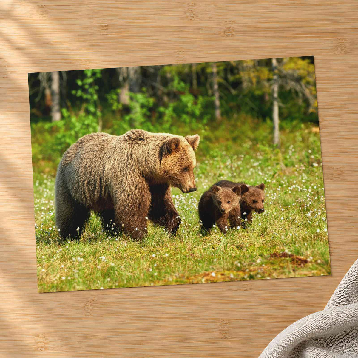 Mother Bear Walking in with Its Small Cubs Photo Wall Art (7 Sizes) - Frameable