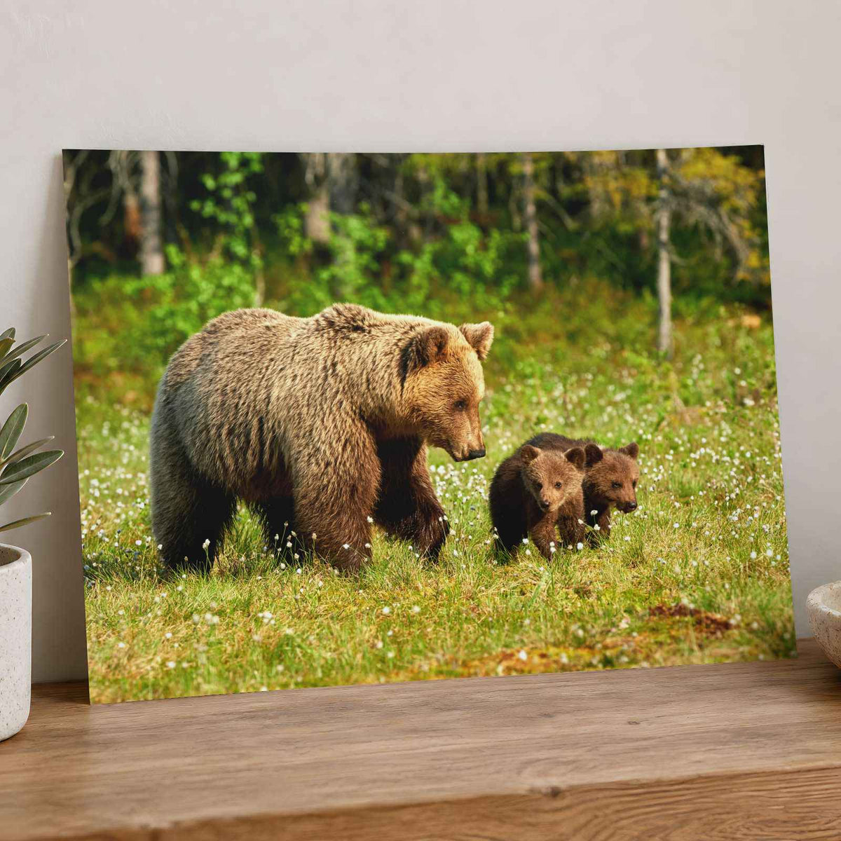 Mother Bear Walking in with Its Small Cubs Photo Wall Art (7 Sizes) - Frameable