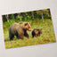 Mother Bear Walking in with Its Small Cubs Photo Wall Art (7 Sizes) - Frameable