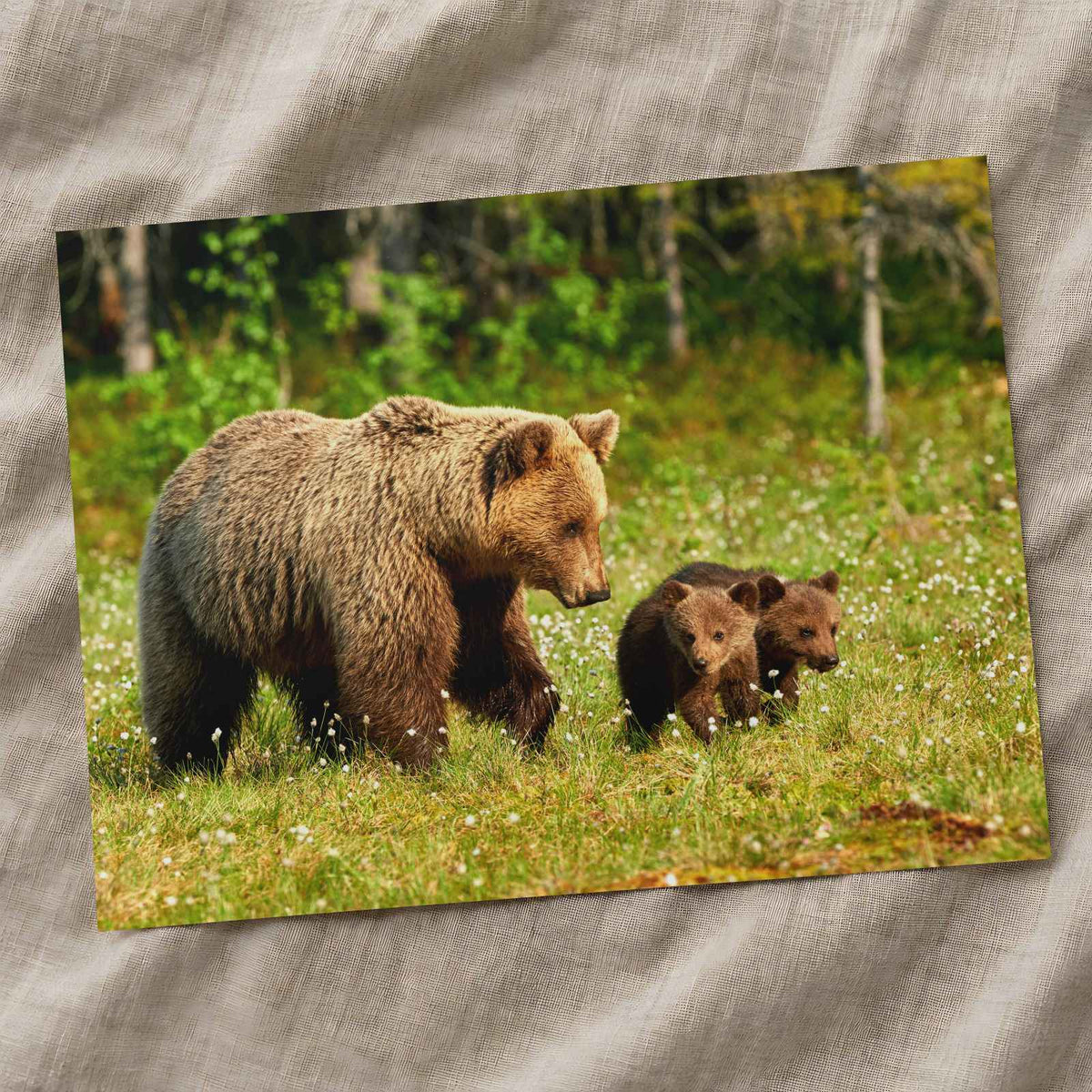 Mother Bear Walking in with Its Small Cubs Photo Wall Art (7 Sizes) - Frameable
