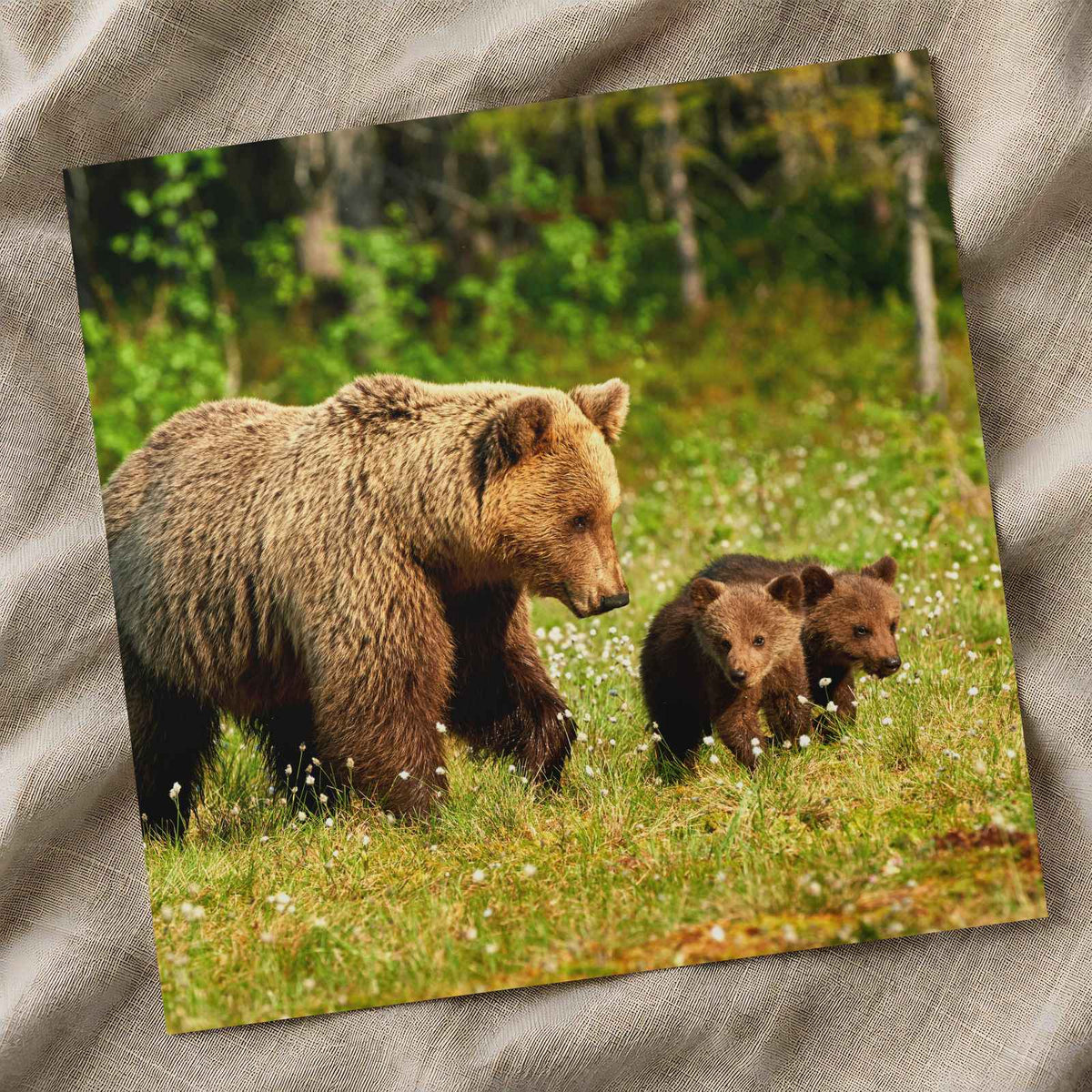 Mother Bear Walking in with Its Small Cubs Photo Wall Art (7 Sizes) - Frameable