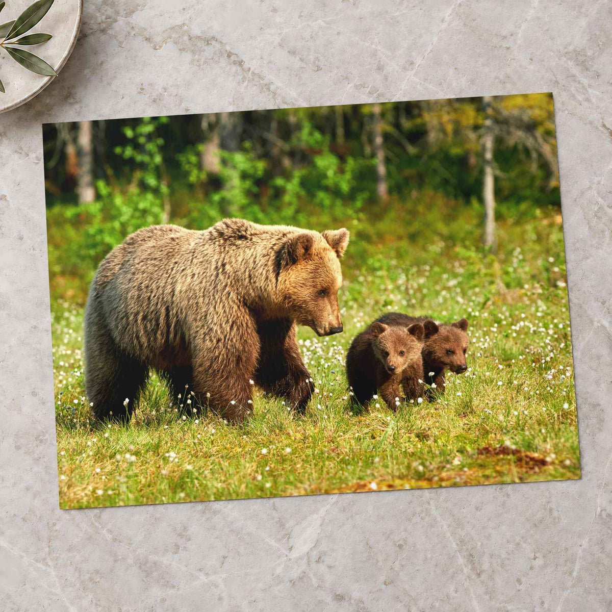 Mother Bear Walking in with Its Small Cubs Photo Print Wall Decor